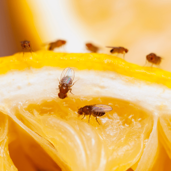 group of flies eating ornage fruit