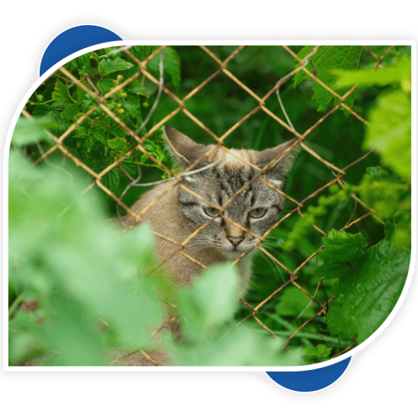 controlling the cats by fencing the net across the home- cat control