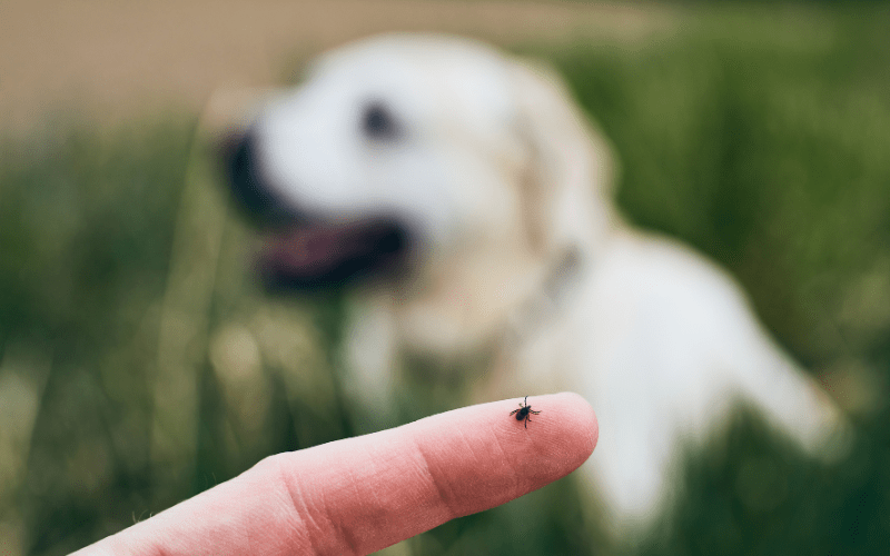 Ticks pest control service