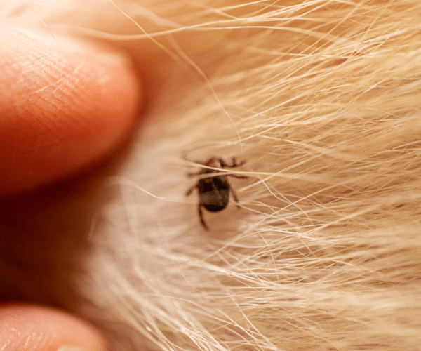 Ticks pest control service
